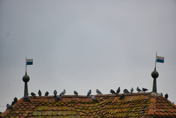 The pigeons perching on the clay tile rooftop - Photo, image
