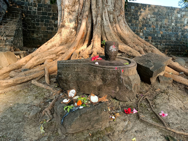 Фотографія стародавнього сірого каменю, зроблена з шивінги або лінгаму, зберігається під деревом, віддані пропонують квіти і кокосовий горіх для шивінги в Хідрапурі, Махараштра, Індія. Зображення під яскравим сонцем.. - Фото, зображення