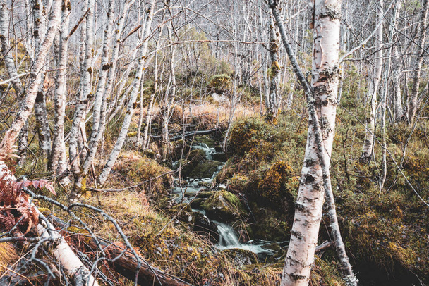 Un plano de una vista natural de un bosque, árbol viejo sin hojas y hierba - Foto, imagen