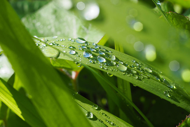 A closeup shot of a water droplet on a green fresh plant - Photo, Image