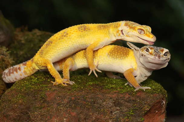 Deux geckos léopards s'apprêtent à s'accoupler. Reptiles avec des couleurs attrayantes ont le nom scientifique Eublepharis macularius.  - Photo, image