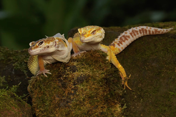 Ein Paar Leopardengeckos bereitet sich auf die Paarung vor. Reptilien mit attraktiven Farben tragen den wissenschaftlichen Namen Eublepharis macularius.  - Foto, Bild