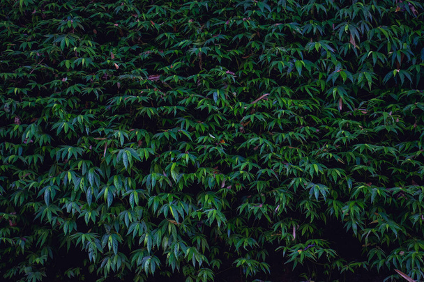 Tropical leaf pattern background. Natural background wallpaper. - Photo, Image