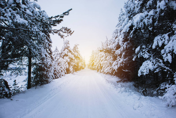beautiful winter landscape with a snow-covered road in the forest - Foto, immagini