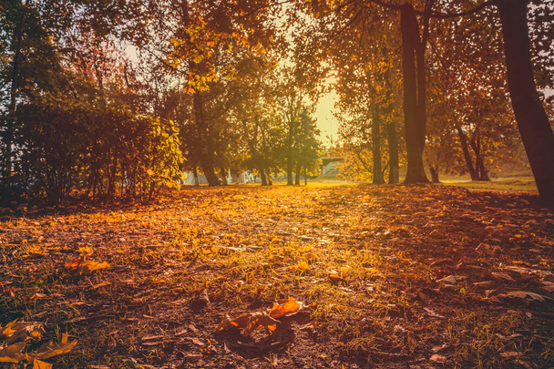 autumn landscape with yellow leaves, city park - Foto, afbeelding
