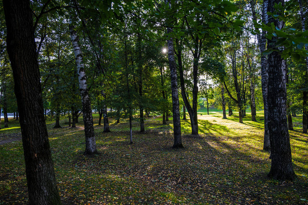 landscape with trees in a city park - Zdjęcie, obraz