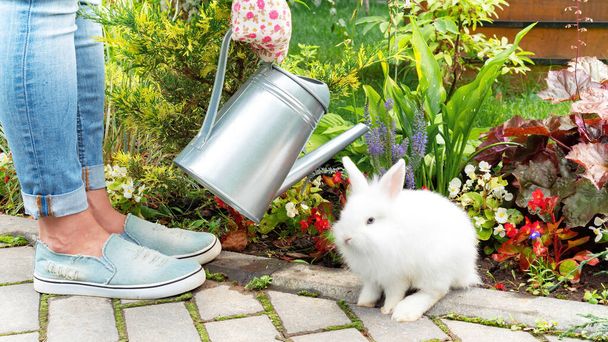 De tuinman besproeit de bloementuin met zijn schattige huisdier witte konijn. Vriendschap tussen mensen en dwergkonijn. De baby bunny helpt zijn eigenaar om de tuin water te geven. - Foto, afbeelding