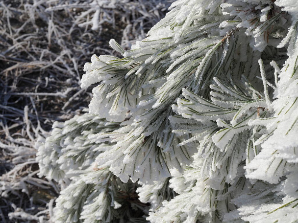 Winter. Frost. Pine branches are covered with a thick layer of frosty frost. In kontrazhur, the frost glistens in the sun. - Фото, изображение