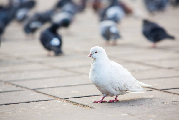 Міські голуби або міські голуби на вулицях натовпу і публічних площах. - Фото, зображення
