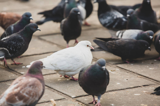 Colombes de la ville ou pigeons de la ville foule rues et places publiques. - Photo, image