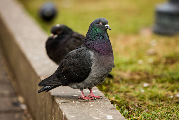 Міські голуби або міські голуби на вулицях натовпу і публічних площах. - Фото, зображення