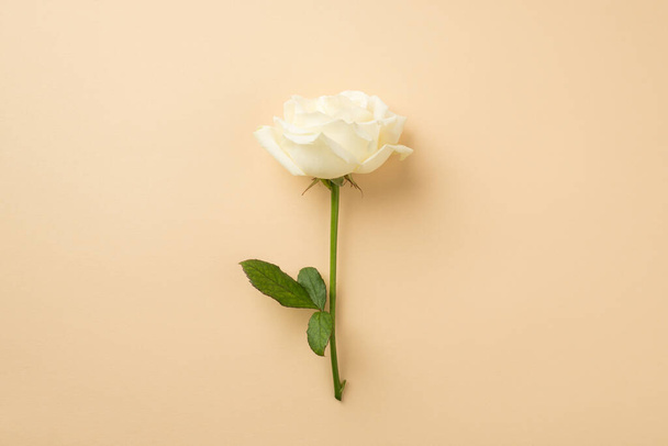 Top view photo of white rose on isolated beige background with copyspace - Фото, изображение