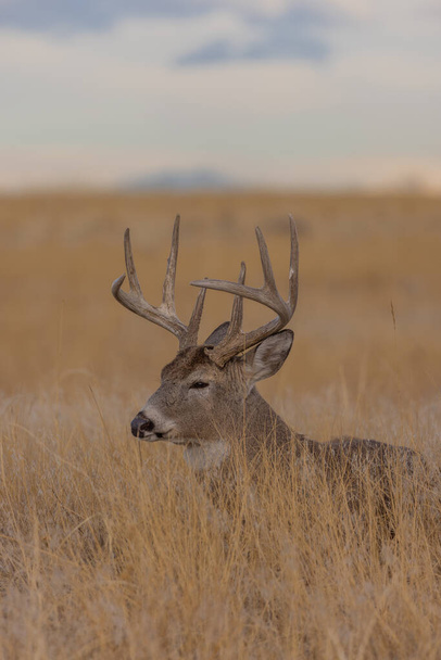 a buck whitetail deer during the rut in autumn in Colorado - Photo, Image