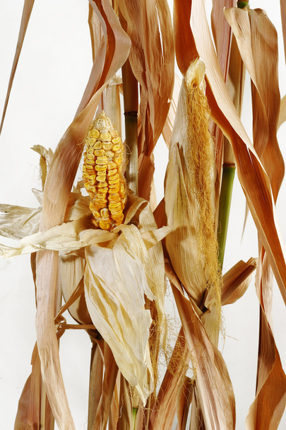 szárított kukorica és szárak - Fotó, kép