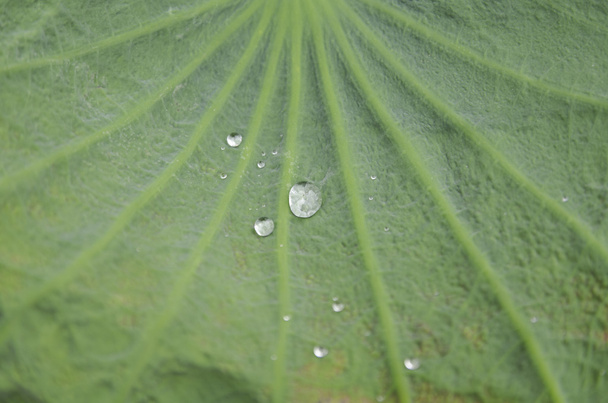 Gotas de agua en una hoja de loto
 - Foto, imagen