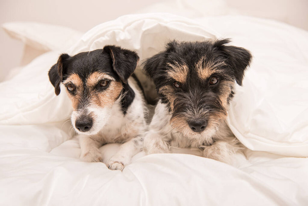 Joukko hauskoja koiria makaa ja nukkuu sängyssä. Kaksi pientä Jack Russell Terrier koiraa.  - Valokuva, kuva