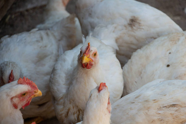 valkoiset broilerit maatilan pihalla, kanat kommunikoivat - Valokuva, kuva