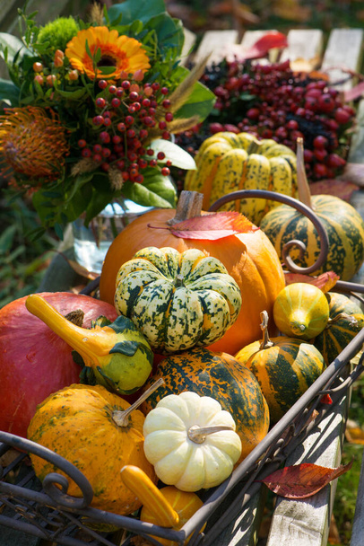 Decoração de outono colorida em um jardim - Foto, Imagem