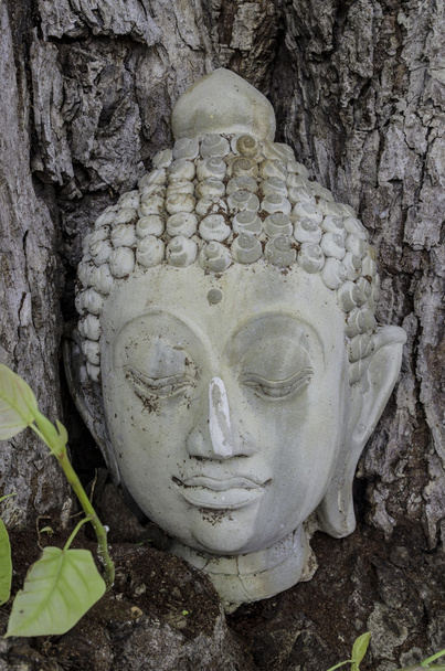Buddhism head in banyan tree ,Thailand - Foto, imagen