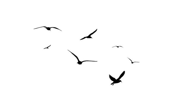Стая летающих птиц. Бесплатные птицы. Летающие чайки. Векторная иллюстрация - Вектор,изображение