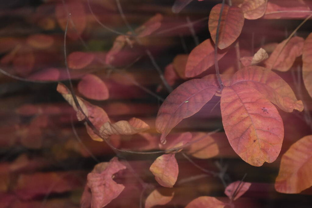 podzimní listí rozostřené pozadí - Fotografie, Obrázek