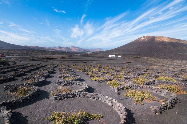 View of some vineyards at Lanzarote - Lanzarote, Canary Islands, Spain - Photo, Image