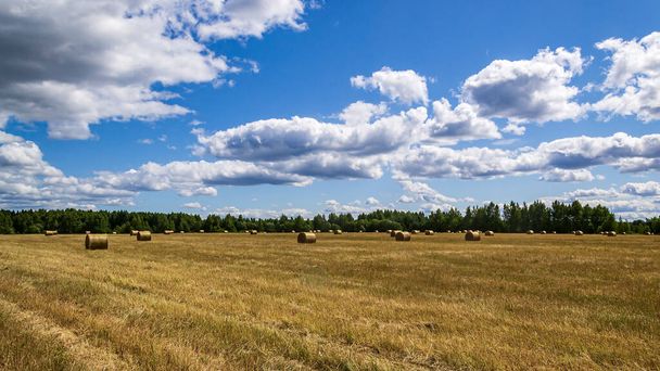 поле с тюками соломы, время сбора урожая - Фото, изображение