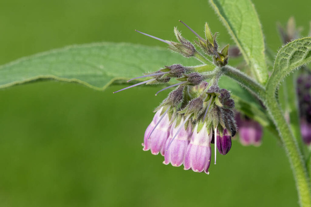 Close up of common comfrey (symphytum officinale) flowers in bloom - Photo, Image