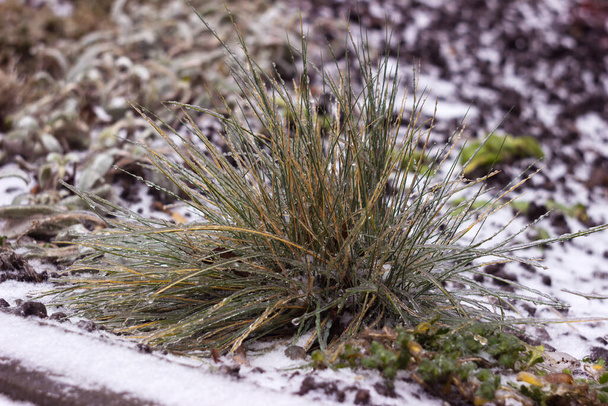 Zelená tráva před mrazivým deštěm ztuhla. Rostlinné listy v ledu, pozadí - Fotografie, Obrázek
