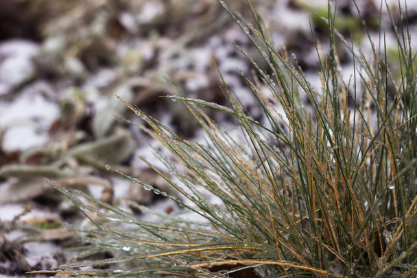 Zelená tráva před mrazivým deštěm ztuhla. Rostlinné listy v ledu, pozadí - Fotografie, Obrázek
