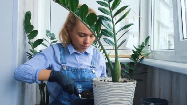 庭師の女性は屋内植物を移植し、テーブルの上にシャベルを使用します。ザミアンカシス植物のケアと家庭菜園の概念。春の植え付け。家庭用植物の植え替え - 映像、動画