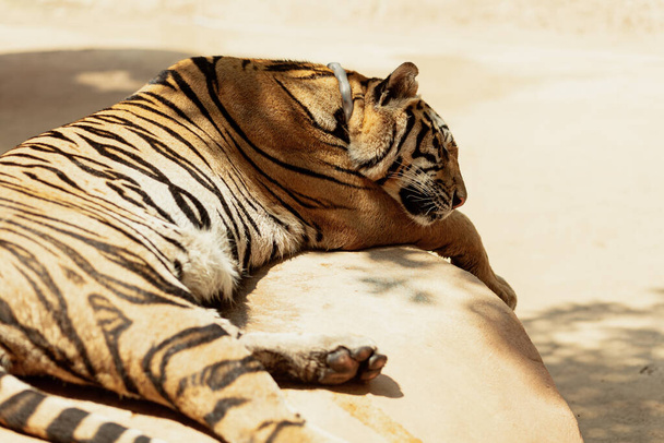 Detailní záběr spícího tygra, Kanchanabury, Thajsko - Fotografie, Obrázek