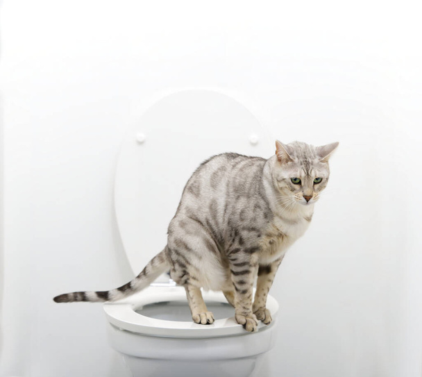 Bengalski kot używa ludzkiej muszli klozetowej zamiast kociej tacki. Smart pet w domu używa wc. - Zdjęcie, obraz
