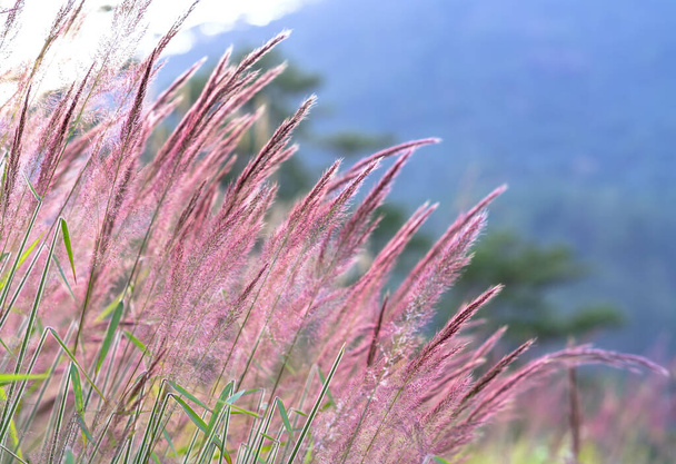 美しい紫色のペニセテウム・セタセウム自然の背景がぼやけて輝く午後の日差しの中の草のフィールド - 写真・画像