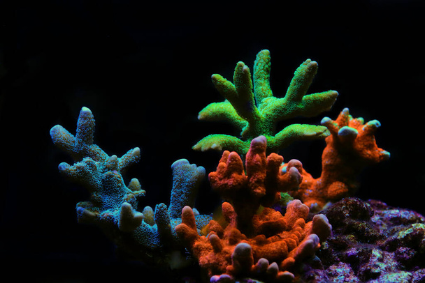 Montipora corail pierreux coloré dans un aquarium récifal réservoir - Photo, image