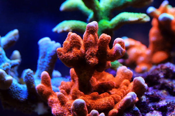 Montipora colorido coral pedregoso em tanque de aquário recife - Foto, Imagem