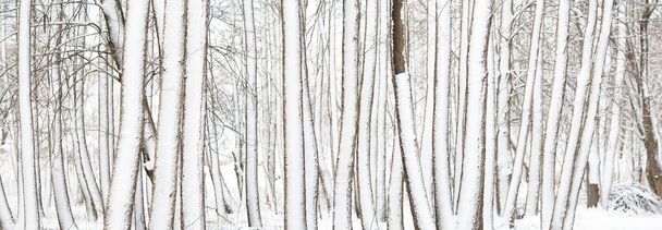 Ice road through snow-covered forest (park) after a blizzard on a clear day. Trees covered with hoarfrost. Winter wonderland. Idyllic rural scene. Nature, seasons, ecotourism, christmas vacations - 写真・画像