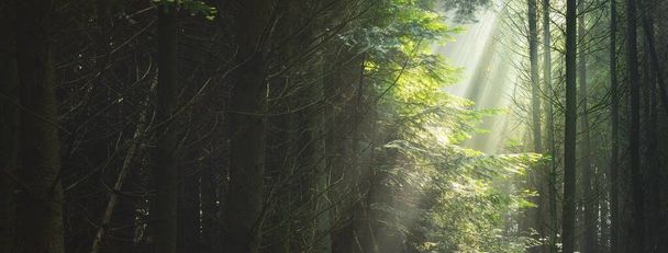 Panoramic view of the majestic evergreen forest in a morning fog. Mighty pine tree silhouettes. Atmospheric dreamlike summer landscape. Sun rays, mysterious golden light. Nature, fantasy, fairytale - 写真・画像