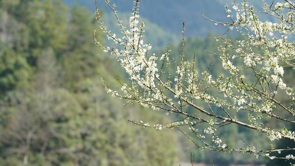 The beautiful white pear flowers blooming on the branches in the wild field in spring - Photo, Image