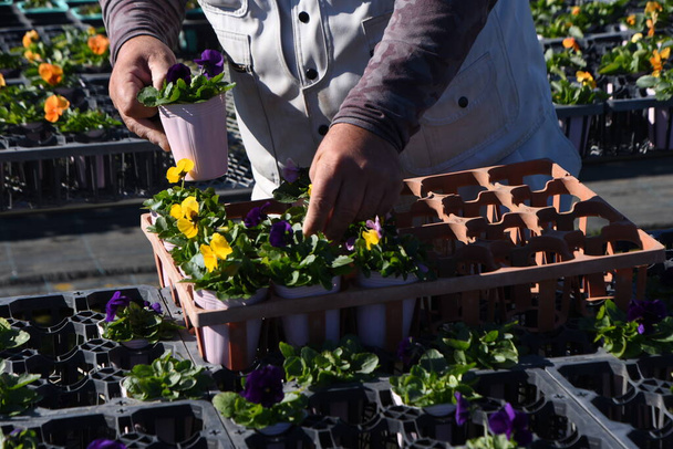 Çiçek yetiştirme işi. Viyola ekimi. Çiçek açma zamanı Ekim 'den Mayıs' a kadar.. - Fotoğraf, Görsel