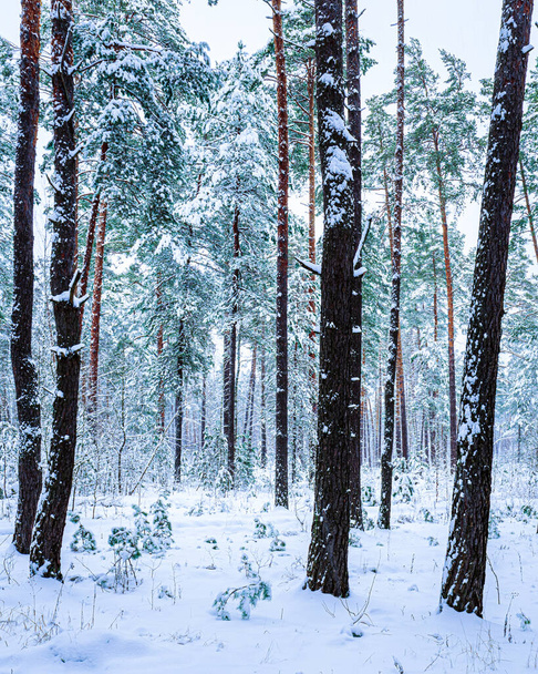 Snowfall in a pine forest on a winter cloudy day. Pine trunks covered with stuck snow.            - 写真・画像