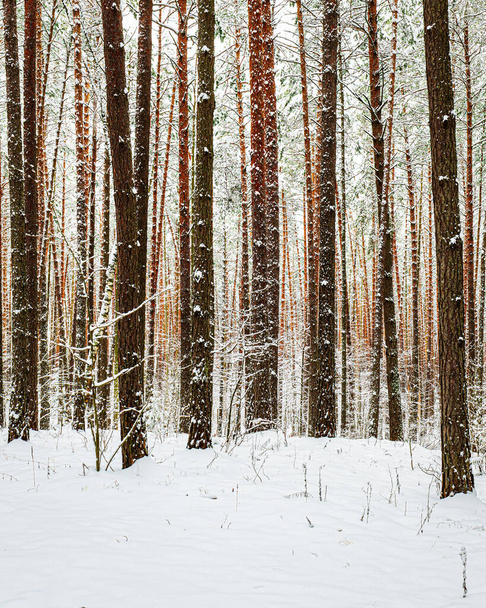 Hóesés egy fenyőerdőben egy téli felhős napon. Beragadt hóval borított fenyőfák.            - Fotó, kép