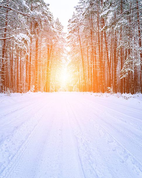 Route automobile à travers une forêt de pins d'hiver couverte de neige avec le soleil qui brille à travers les arbres. Pins le long des bords de la route. - Photo, image