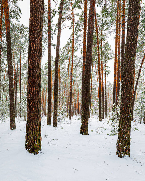 Snowfall in a pine forest on a winter cloudy day. Pine trunks covered with stuck snow.            - Valokuva, kuva