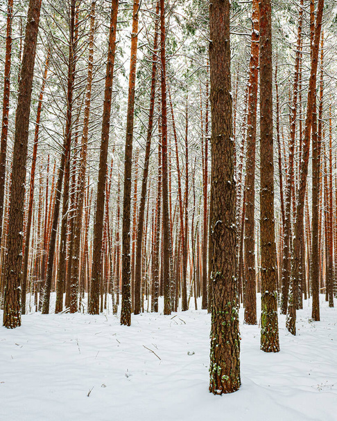 Snowfall in a pine forest on a winter cloudy day. Pine trunks covered with stuck snow.            - Fotó, kép