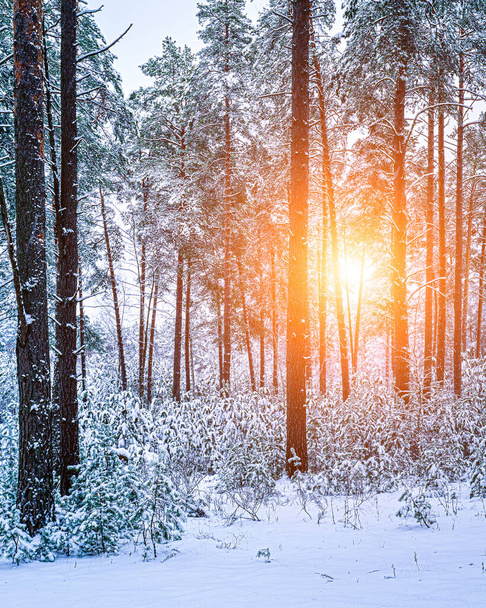 Rayos de sol que atraviesan troncos de pino en un bosque de pinos de invierno después de una nevada al amanecer o al atardecer.  - Foto, Imagen