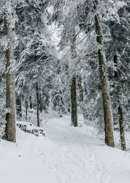 Empty snow covered path through idyllic forest in winter. Beautiful coniferous trees in woods. - Fotografie, Obrázek
