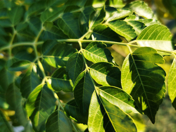 A closeup shot of green leaves for wallpaper and background - Photo, Image