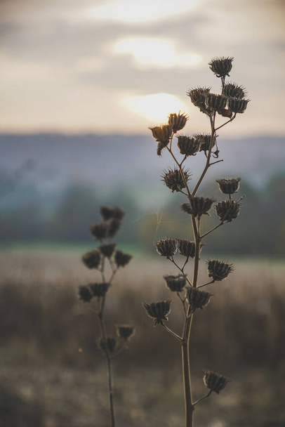 A vertical of the dried plants on the field - Fotoğraf, Görsel