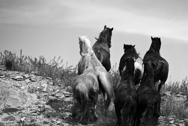Tepedeki bir grup atın gri tonlu görüntüsü. - Fotoğraf, Görsel